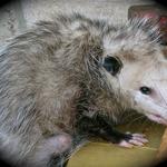 UGLY Opossum Fingers!! LOL!!