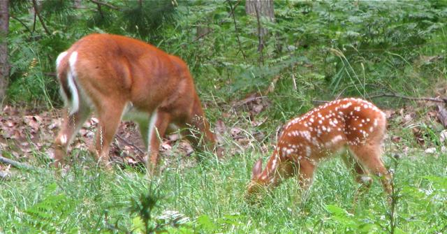 "Grazing Momma Doe and her Fawn."
