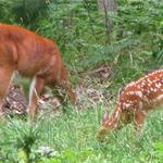 "Grazing Momma Doe and her Fawn."