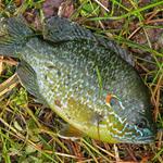 This tasty panfish was named for its "Bluegill".