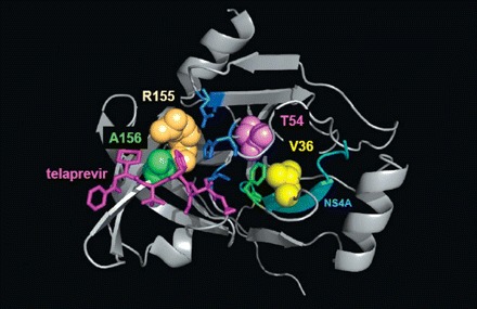 telaprevir bound to protease(gray) and 4 sites at which mutations enable resistance (Chao Lin VRTX)
