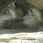 Mountain Lions at zoo