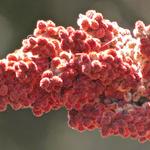 "Staghorn Sumac". The furry berry's from this plant are used to make "Indian Lemonade".