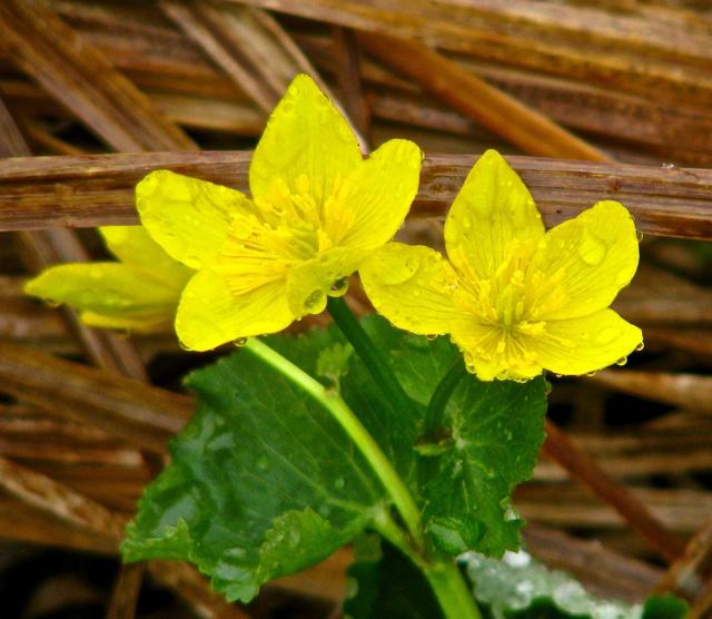 I captured these "Marsh Marigolds" in a rainstorm.