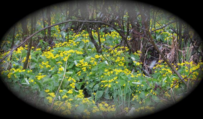 As the plant's name suggests, the  "Marsh Marigold" grows in marshes.
