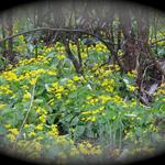 As the plant's name suggests, the  "Marsh Marigold" grows in marshes.