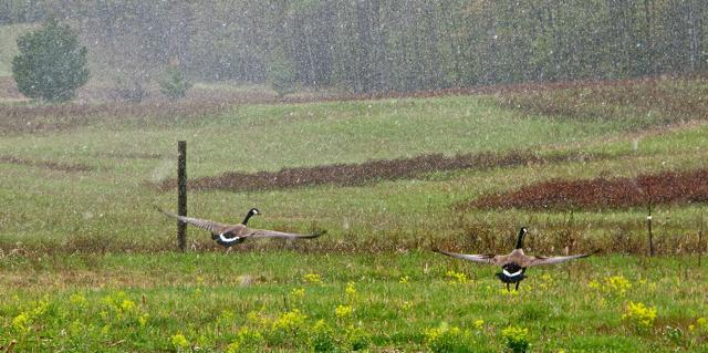 I let Cassy loose to chase after these "Canadian Geese" just as it started to rain. lol!