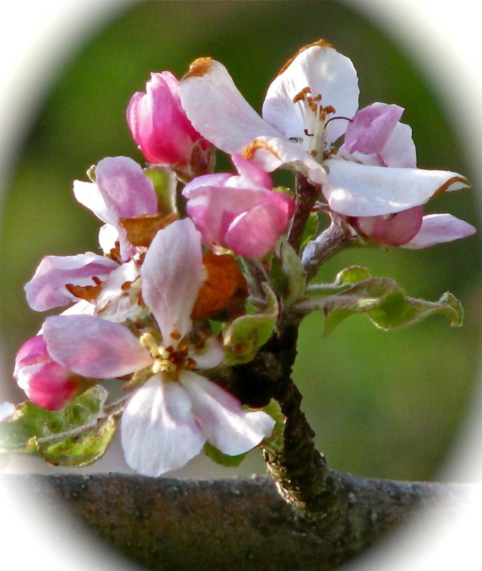 "Wild Cherry" Blossom