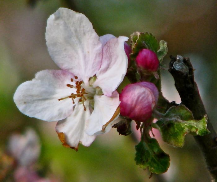 "Wild Cherry" Blossom
