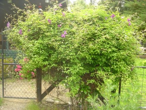 Clematis davidii on front fence