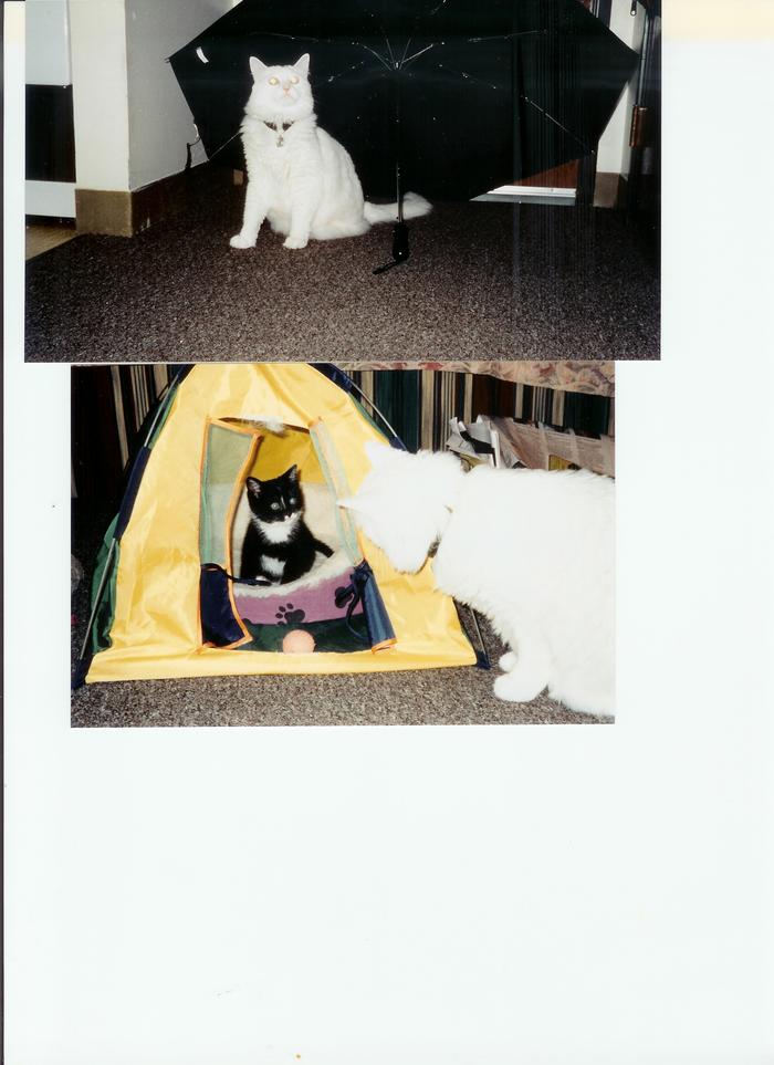 Curious Fluffy at 3; what's that little guy doing in my tent?!!!!