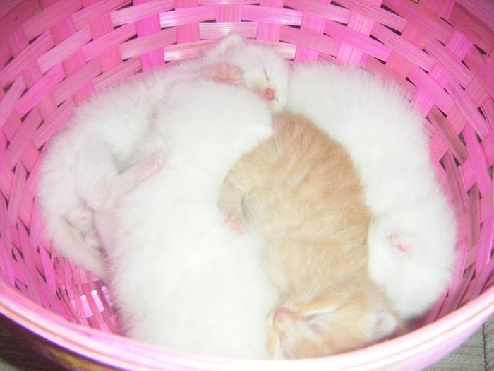 box o' kittens