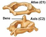 Atlas (C1) & Axis (C2)