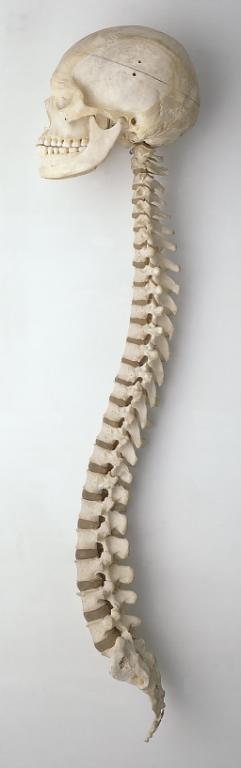 Full Spine - Lateral View