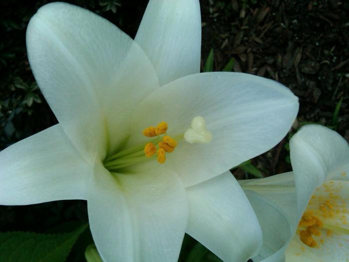 easter lily...he's a late bloomer!