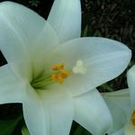 easter lily...he's a late bloomer!