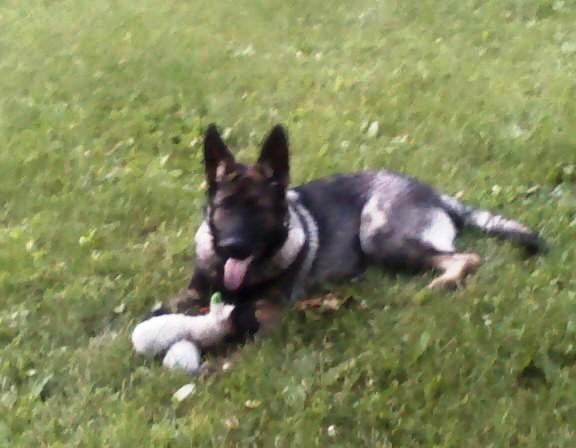 Blitz and his toy ---6-24-10