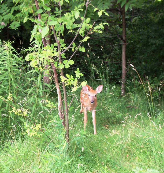  4ft away and thinks I may be its Mom - in a field by our apartment