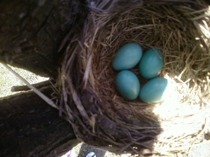 found a beautiful Robin's nest on a walk