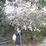 adding a prayer to a plum tree in Osaka, Japan, outside a Shinto Temple