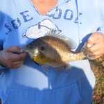  This is how big the Blue Gill are around here