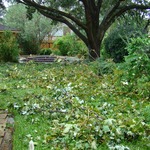 Back yard damage 13 Sep 2008