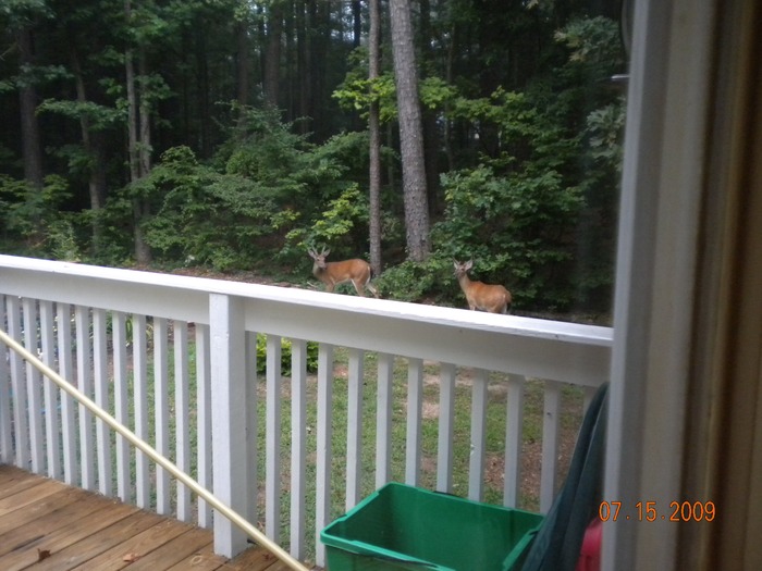Deer in backyard eating all the hosta