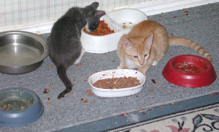 All my cats are messy eaters