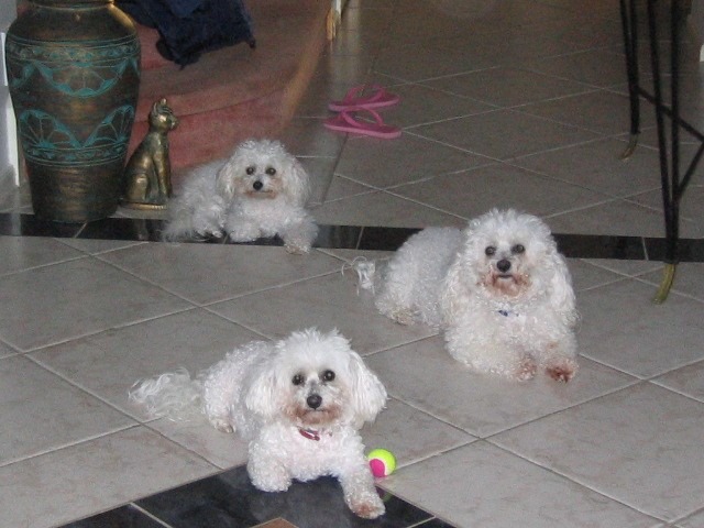 my girl minnie in front, nightmare (the disc prob) in middle, and their friend phoebe at back