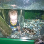Head in the turtle tank at the activity museum/aquarium