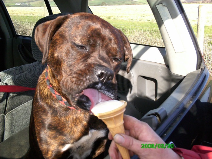 Coco...doggy heaven with icecream.