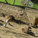 he was chasing a girl kangeroo too have sexy time :O