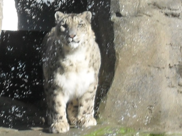 Snowy Leopard