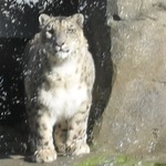 Snowy Leopard