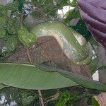 Big green tree python 