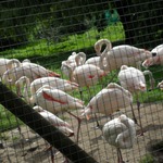 Flamingos... My brother didnt think they were real.