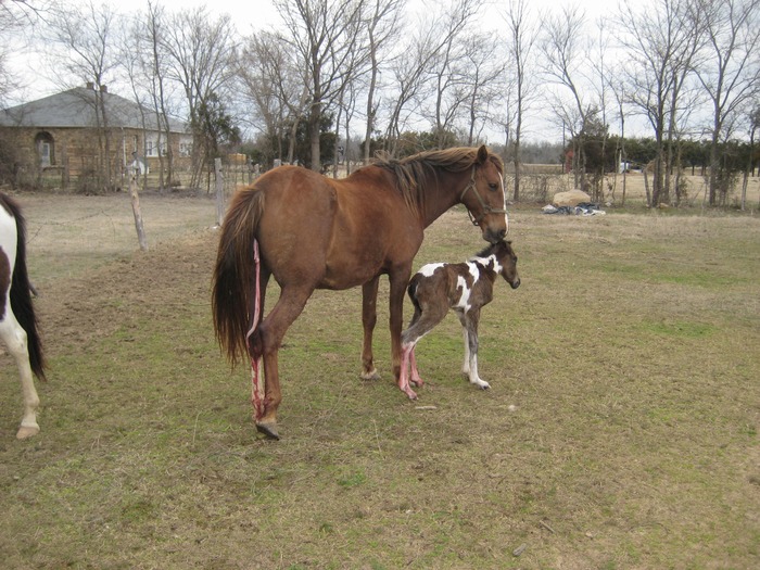 sassy was born,gew still hanging out of Blondie. So rare and so lucky to see baby horses being born,
