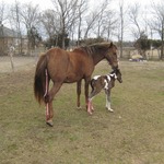 sassy was born,gew still hanging out of Blondie. So rare and so lucky to see baby horses being born,