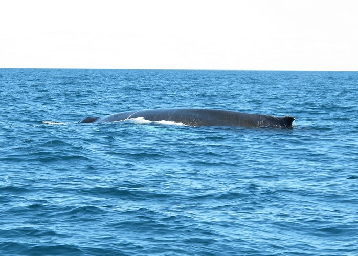 Humpback whales at Bay of Fundy
