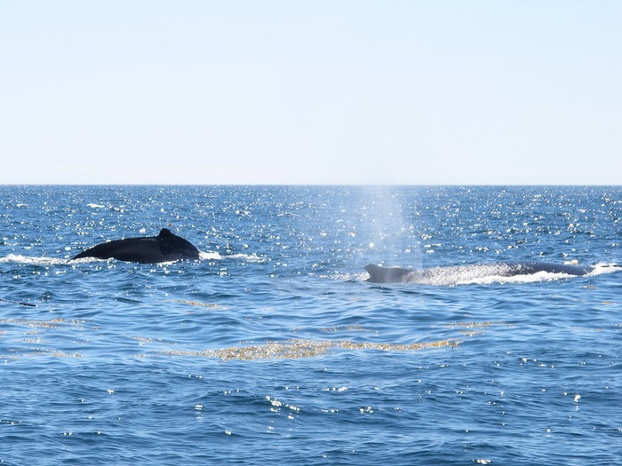 Mother and baby humpbacks