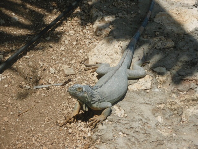 caymanian lizard