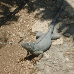caymanian lizard