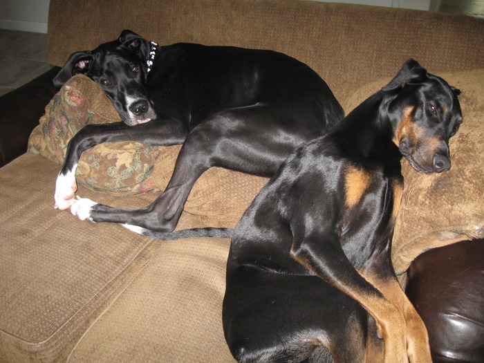 Jaxon and Jeffy, resting on the couch