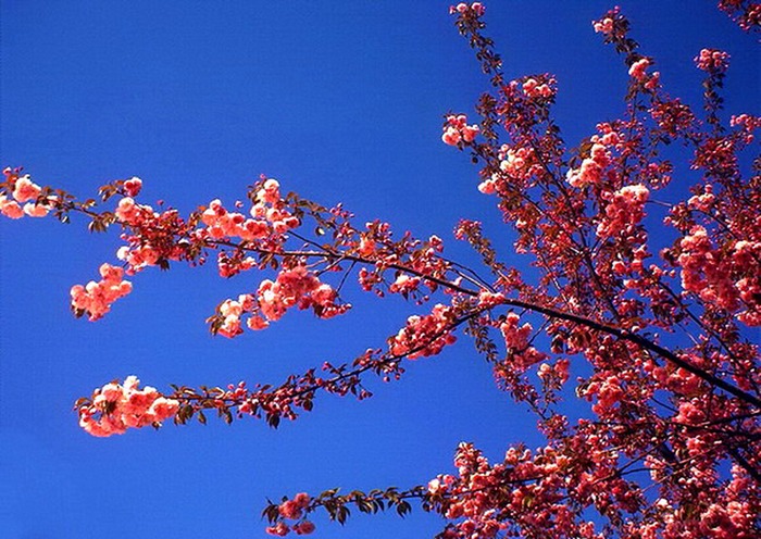 Cherry Blossom Festival @ Botanic Gardens