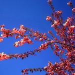 Cherry Blossom Festival @ Botanic Gardens