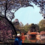 Japanese Pond garden @ Botanic Gardens