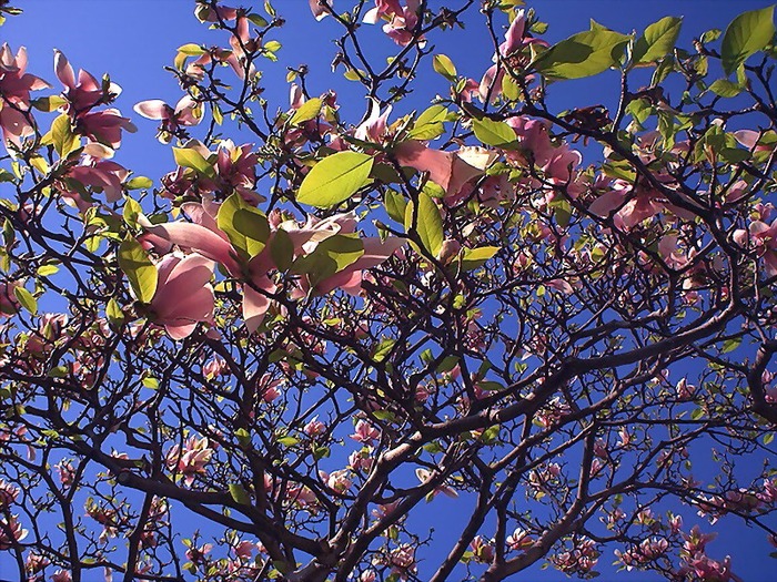 Magnolias @Botanic Gardens