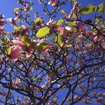 Magnolias @Botanic Gardens