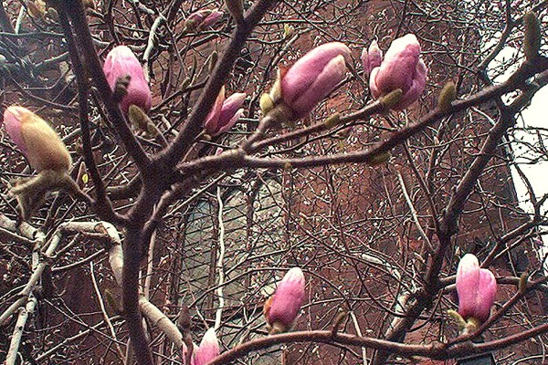 Magnolias @ St. Anne's Episcopal Church