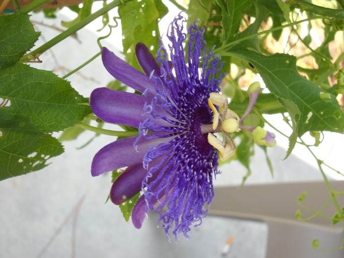 Passionflower!